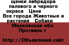 щенки лабрадора палевого и черного окраса › Цена ­ 30 000 - Все города Животные и растения » Собаки   . Московская обл.,Протвино г.